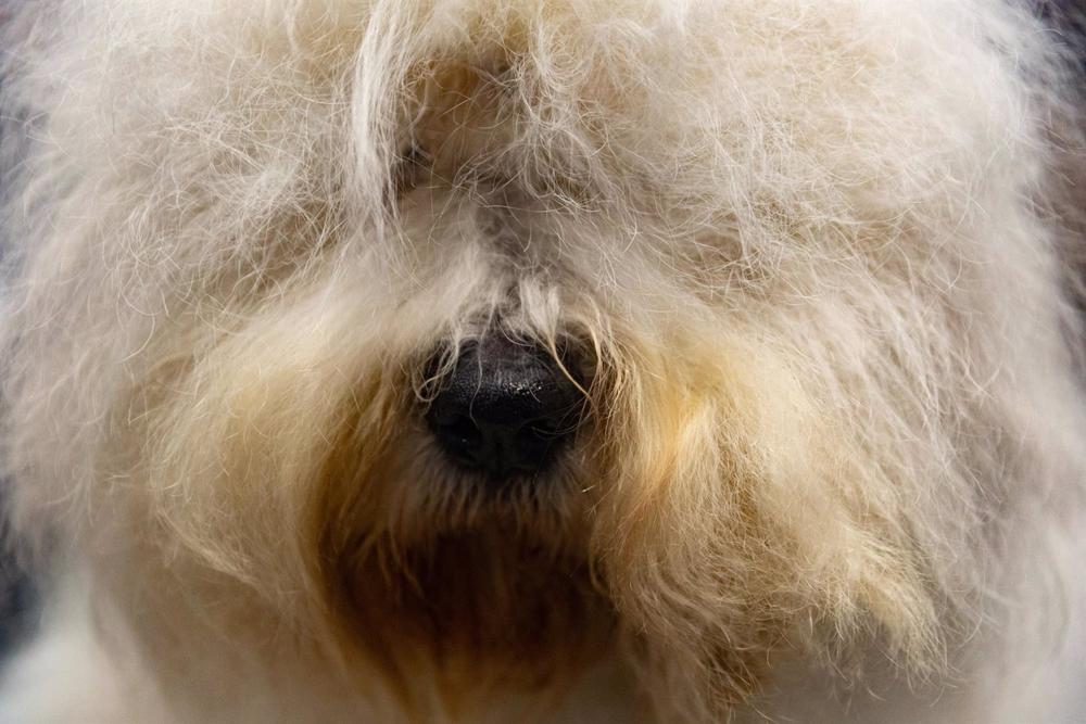 Archivo - Un perro pastor inglés en la inauguración de la World Dog Show, en la Feria de Madrid, Ifema, a 24 de junio de 2022, en Madrid (España). La feria World Dog Show es la mayor feria canina a nivel mundial y se celebra en Ifema hasta el próximo domi Archivo