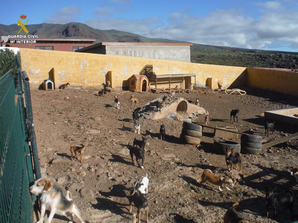 Perros que tenía la asociación investigada por la Guardia Civil en Agüimes (Gran Canaria) Perros