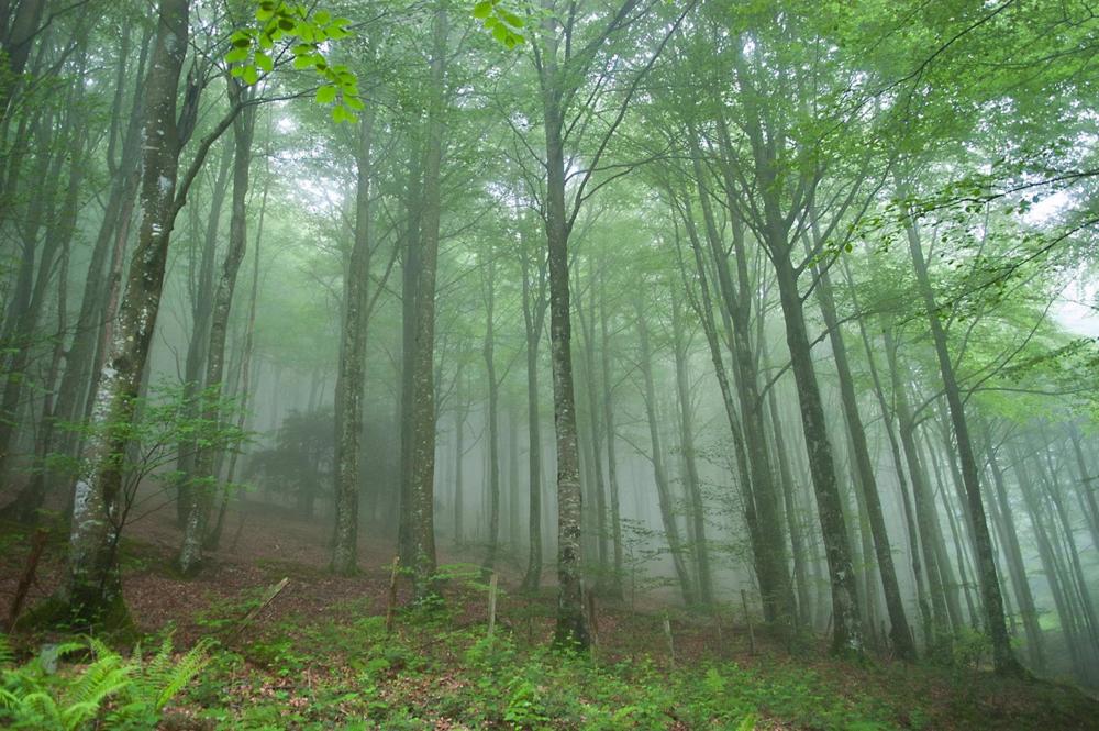 Archivo - Diputación destina 3,5 millones de euros para el cuidado y desarrollo de los bosques de Gipuzkoa Archivo
