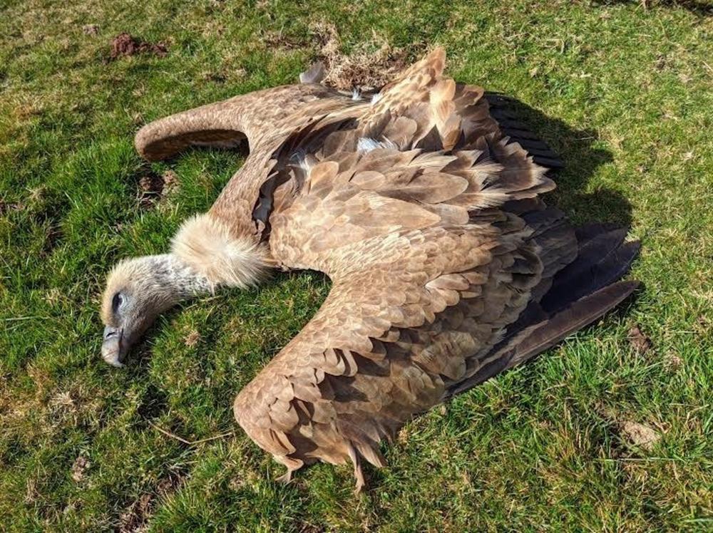 Buitre muerto Buitre