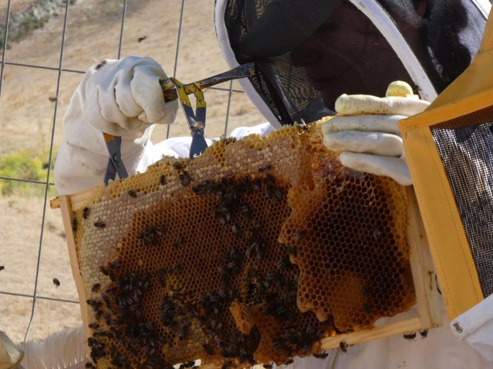 Archivo - Apicultura Archivo