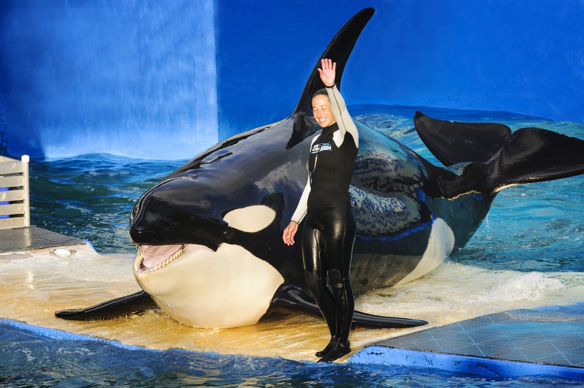 More than 50 killer whales in captivity worldwide