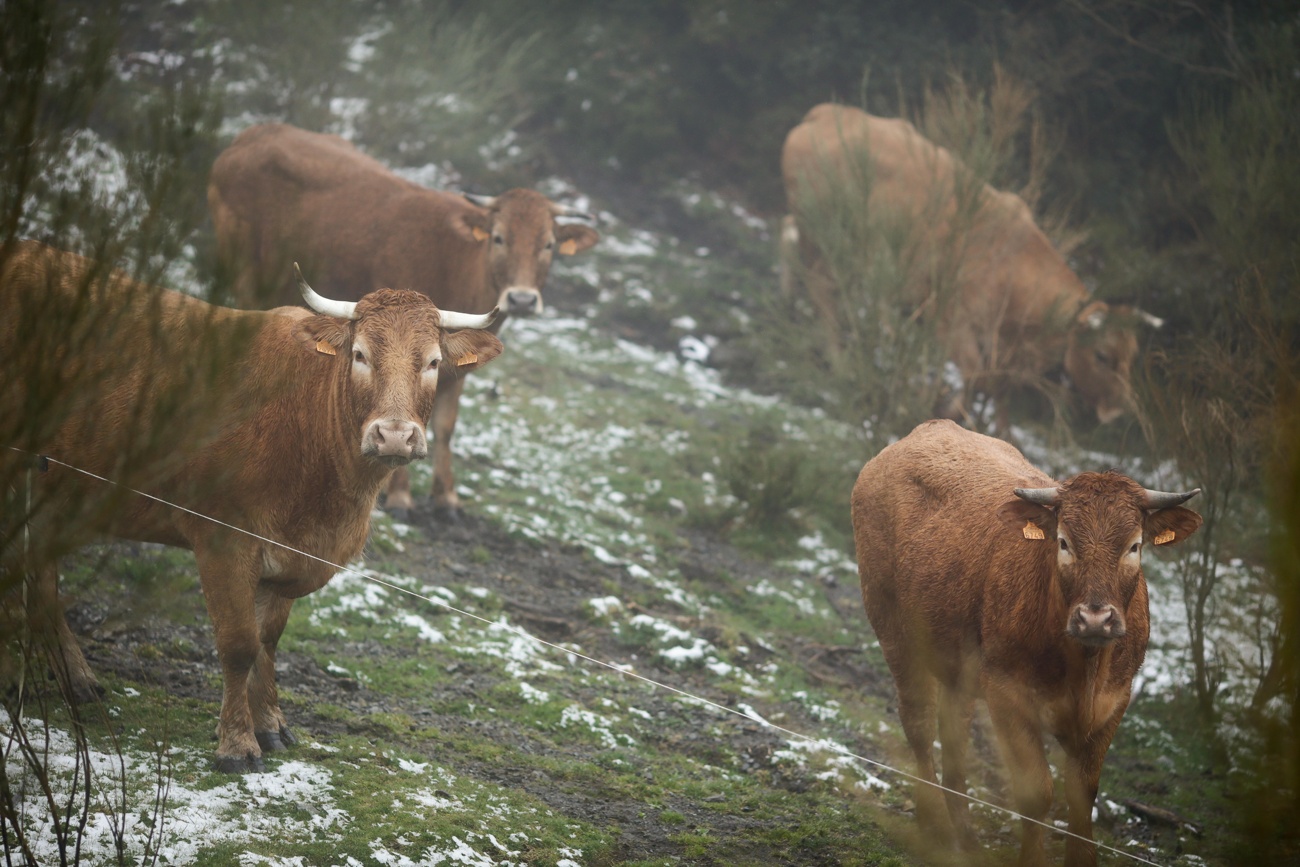 Nieve en la Cordillera Cantábrica Nieve en la Cordillera Cantábrica