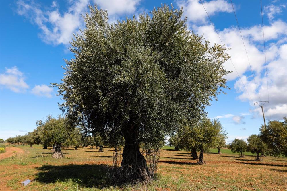 Archivo - Campo de olivos en las inmediaciones de la localidad de Campo Real, al sureste de Madrid Archivo