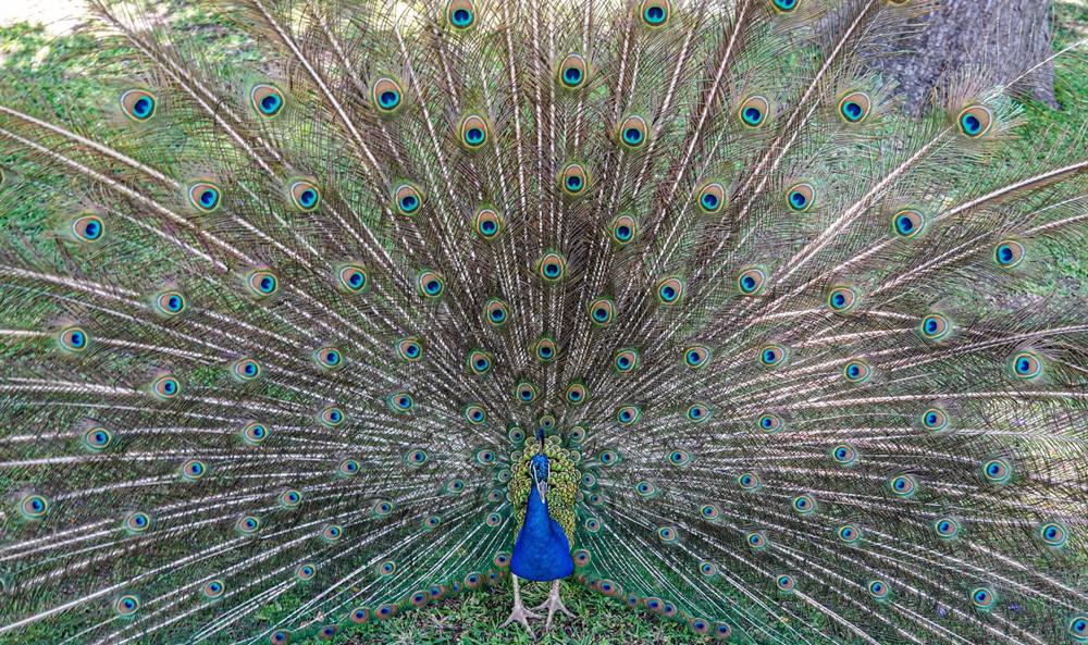 Archivo - Un pavo real en el Real Alcázar de Sevilla, ha reabierto este lunes sus puertas a los visitantes. Sevilla a 15 de junio del 2020 Archivo