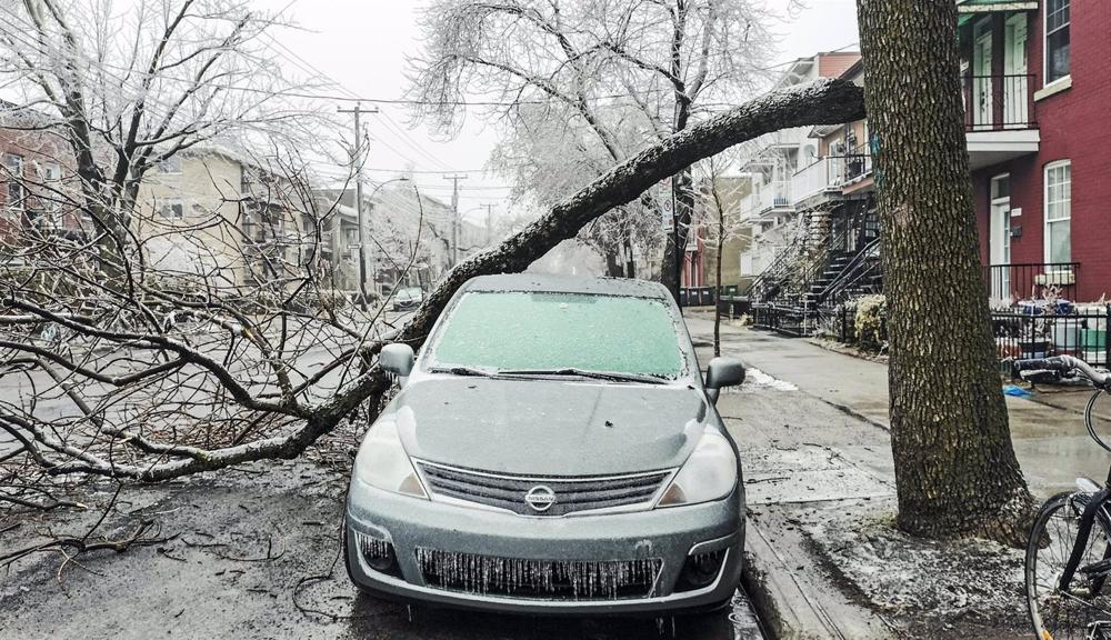 Un árbol caído en Quebec, Canadá Un