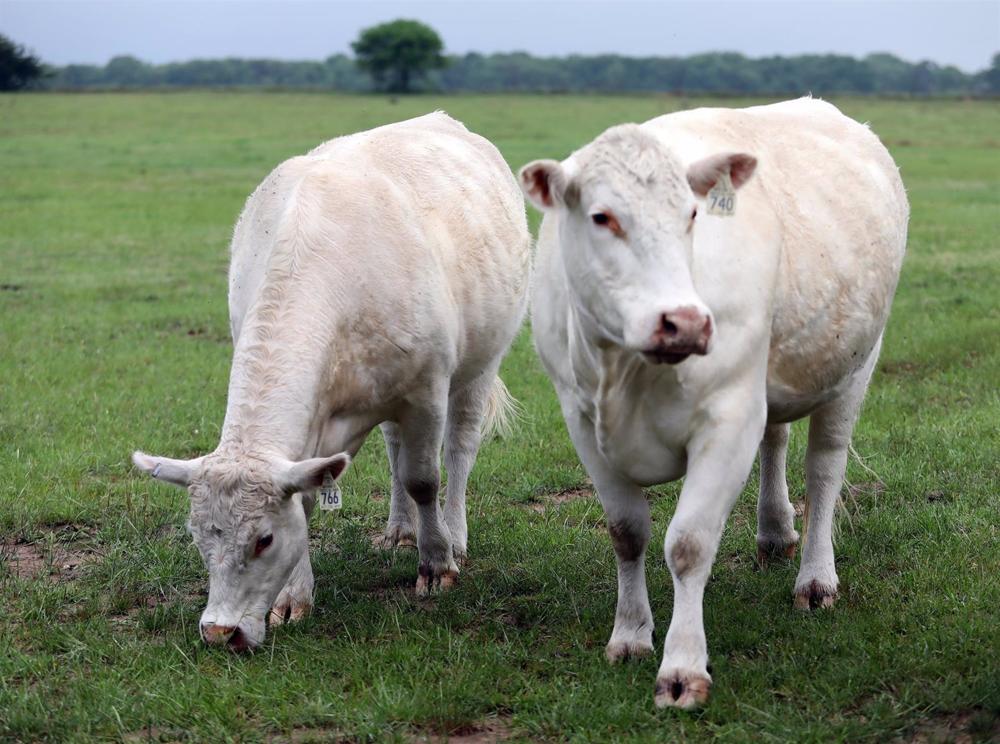 18 000 vaches sont tuées dans l’explosion d’une ferme au Texas