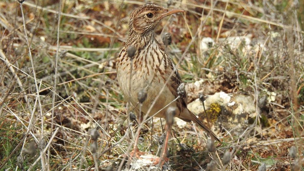 Binary Comment Binary