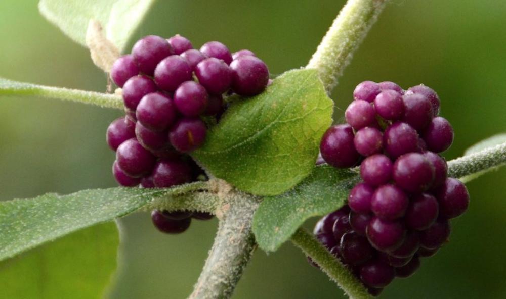 Archivo - Un racimo de bayas Archivo