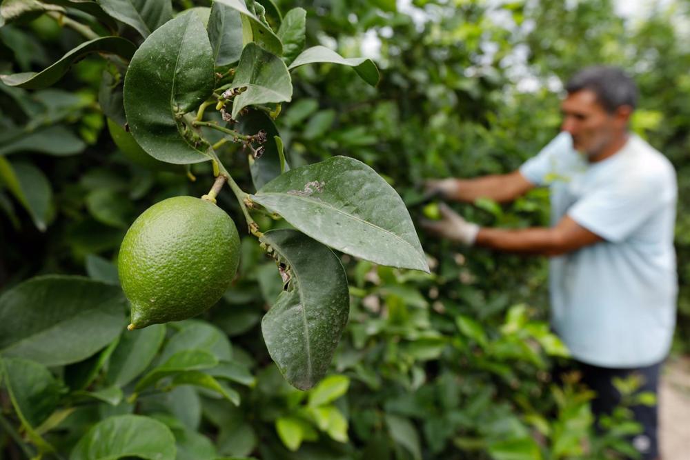 Archivo - Agricultor entre limones Archivo