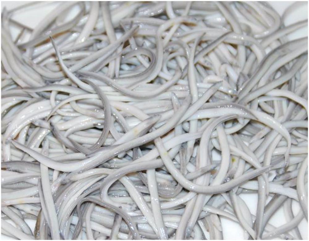 Archivo - Imagen de angulas Archivo