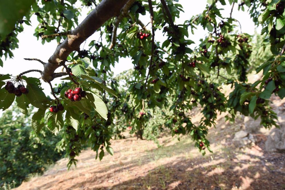 Archivo - Cerezas en una finca de Navaconcejo Archivo