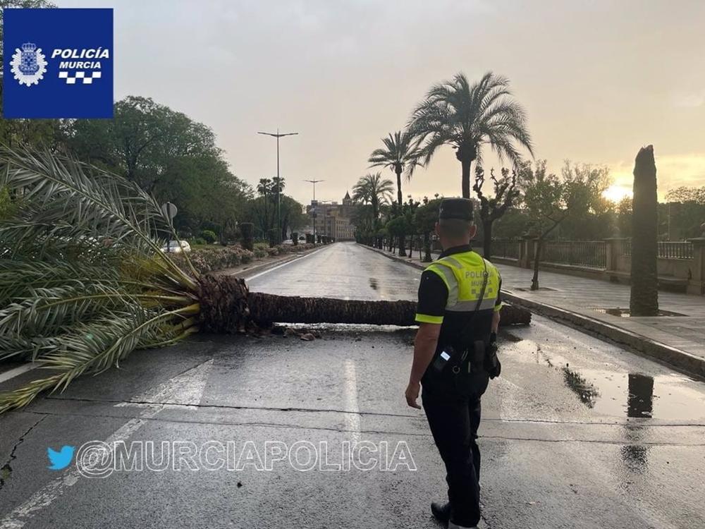 Una palmera cae sobre la avenida Infante don Juan Manuel de Murcia Una