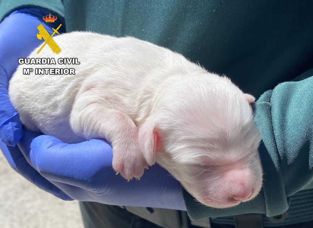 El cachorro rescatado por la Guardia Civil. El