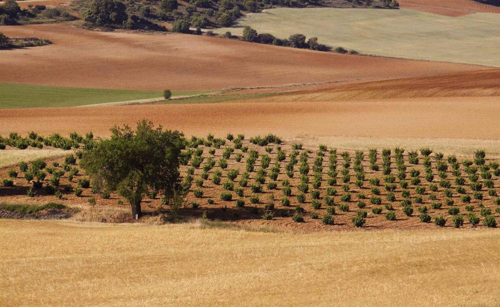 Viñedos