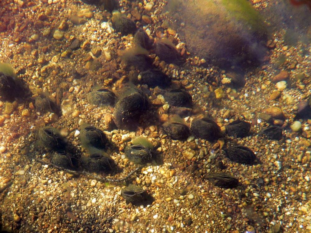 Margaritífera margaritífera. Margaritífera