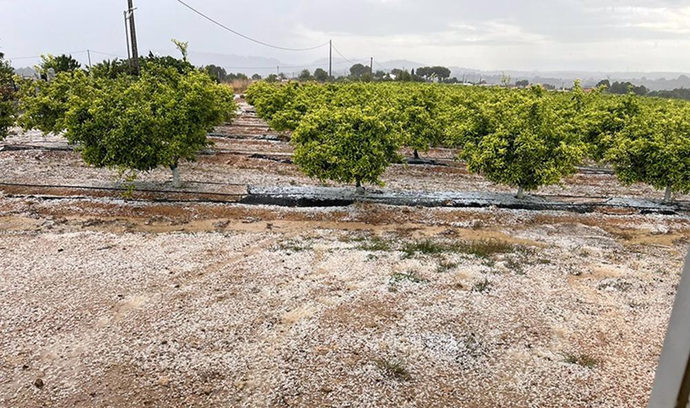 Pedrisco en Godelleta Pedrisco