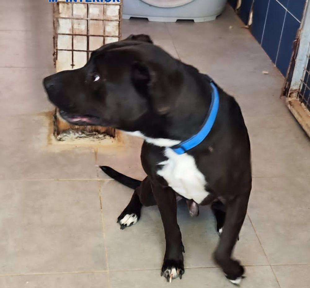 Imagen del animal Imagen