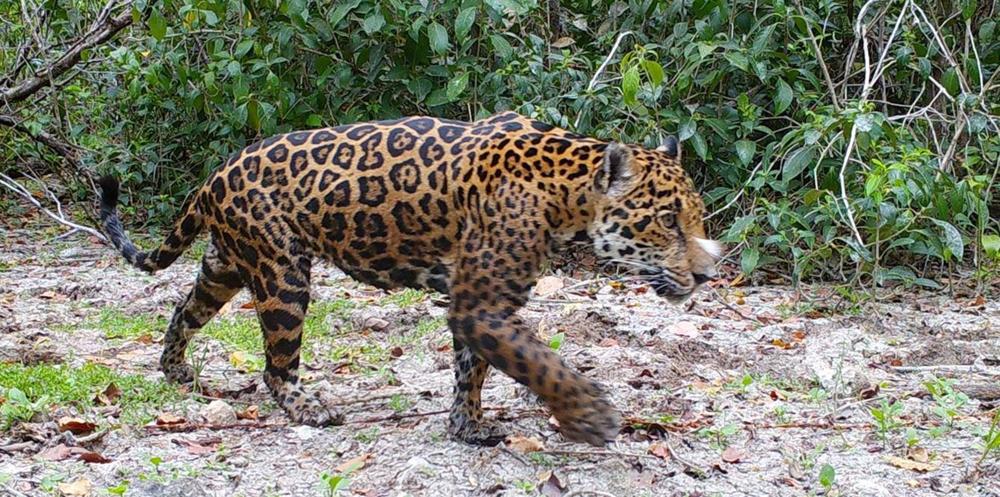 Jaguar