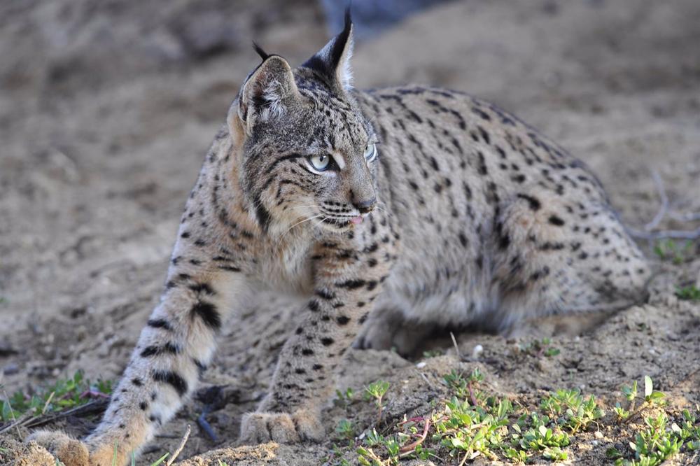 Ejemplar de lince ibérico. Ejemplar