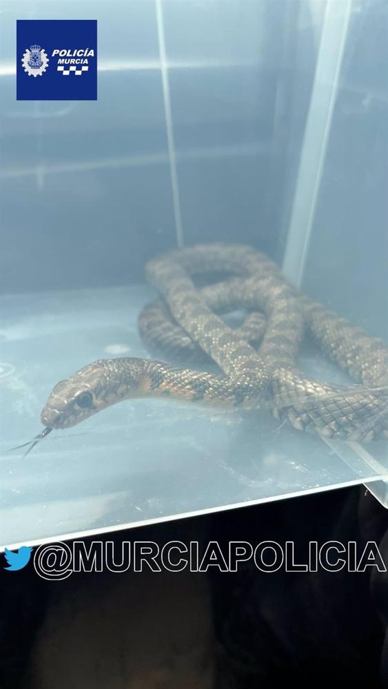 Imagen de la culebra de herradura rescatada Imagen