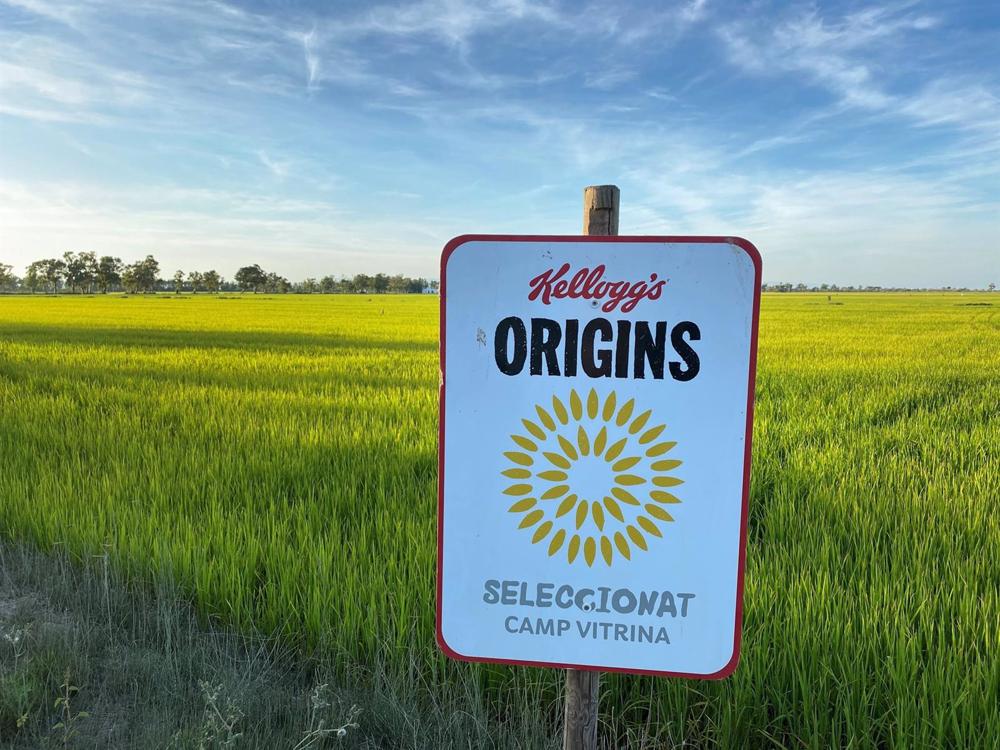 Archivo - El programa 'Origins' de Kellogg busca mejorar la sostenibilidad en los arrozales del Delta del Ebro Archivo