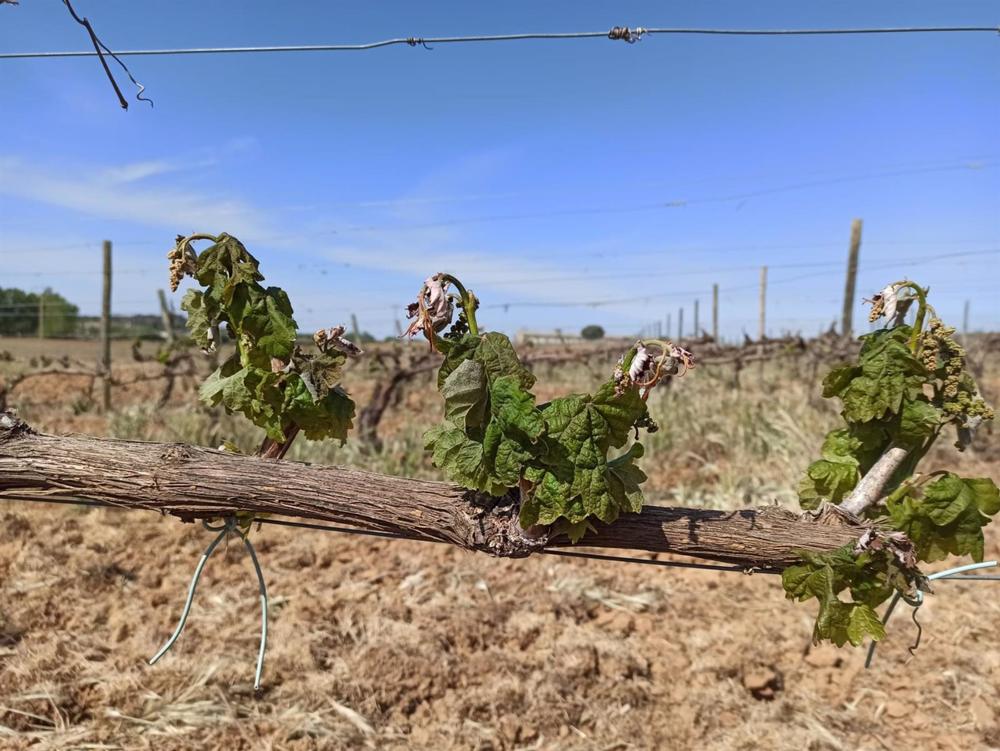 Imagen de un viñedo de Ribera del Duero afectado por las heladas y por la sequía Imagen
