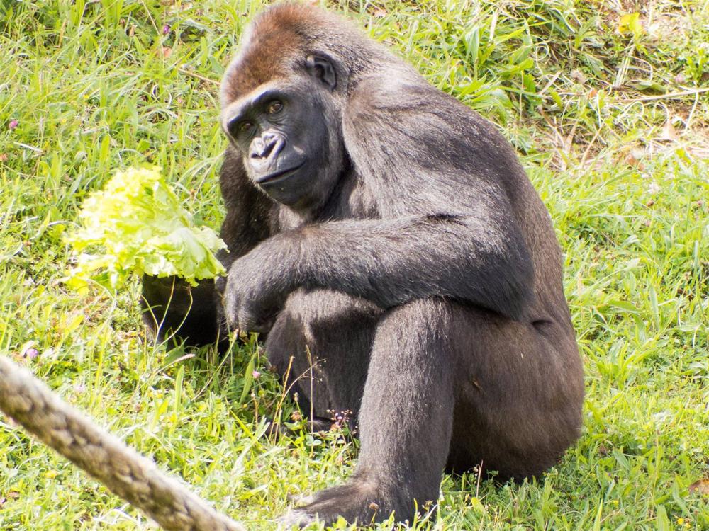 Archivo - La gorila Duni Archivo