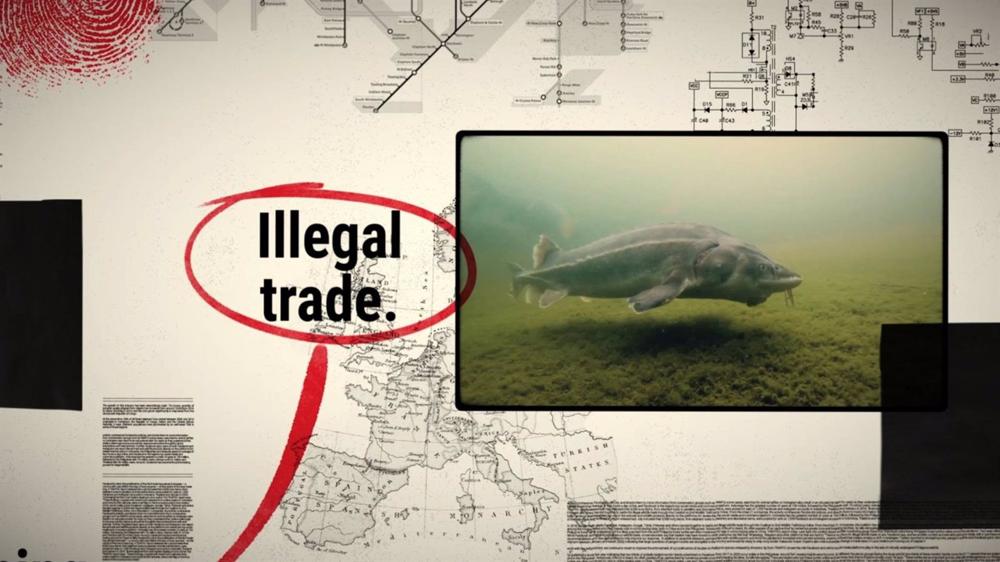 Las jornadas organizadas por WWF pretenden concienciar e informar sobre los délitos de caracter medioambiental que, anualmente, mueven 10.000 y 23.000 millones de euros en el mercado negro. Las