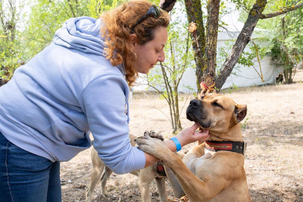 Una persona con perros durante el Festival de Campo en el hipódromo de la Zarzuela, a 24 de mayo de 2023, en Madrid (España). El Festival de Campo cuenta con una amplia oferta gastronómica con actividades como la Ruta del vino, Paseo de la manzanilla y va Una