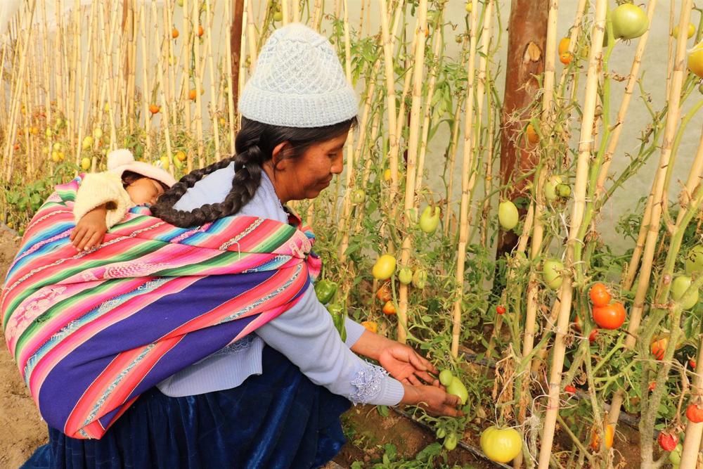 Una mujer recoge tomates en Bolivia. Una
