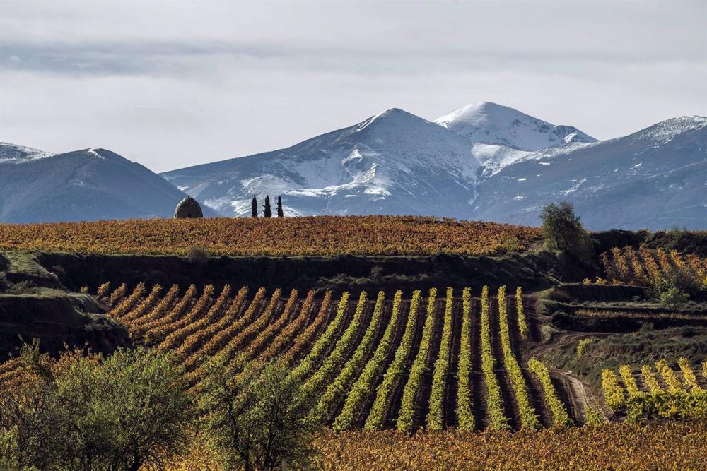 El BOE publica la orden de Agricultura que aprueba la modificación de la DOC Rioja para blindar sus viñedos