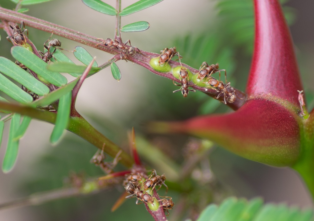 Hormiga acacia