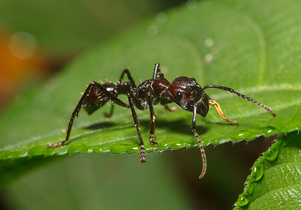 Hormiga bala