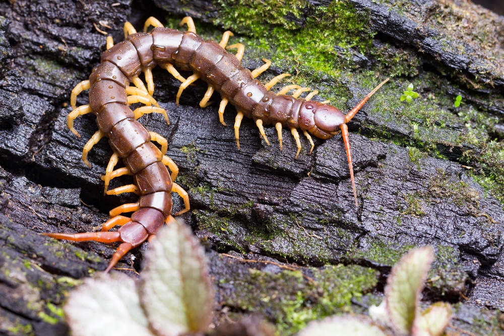 Hescolopendra gigante