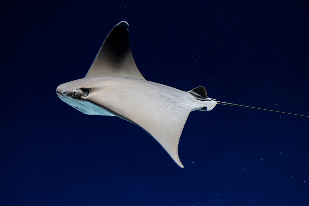 Mantarraya