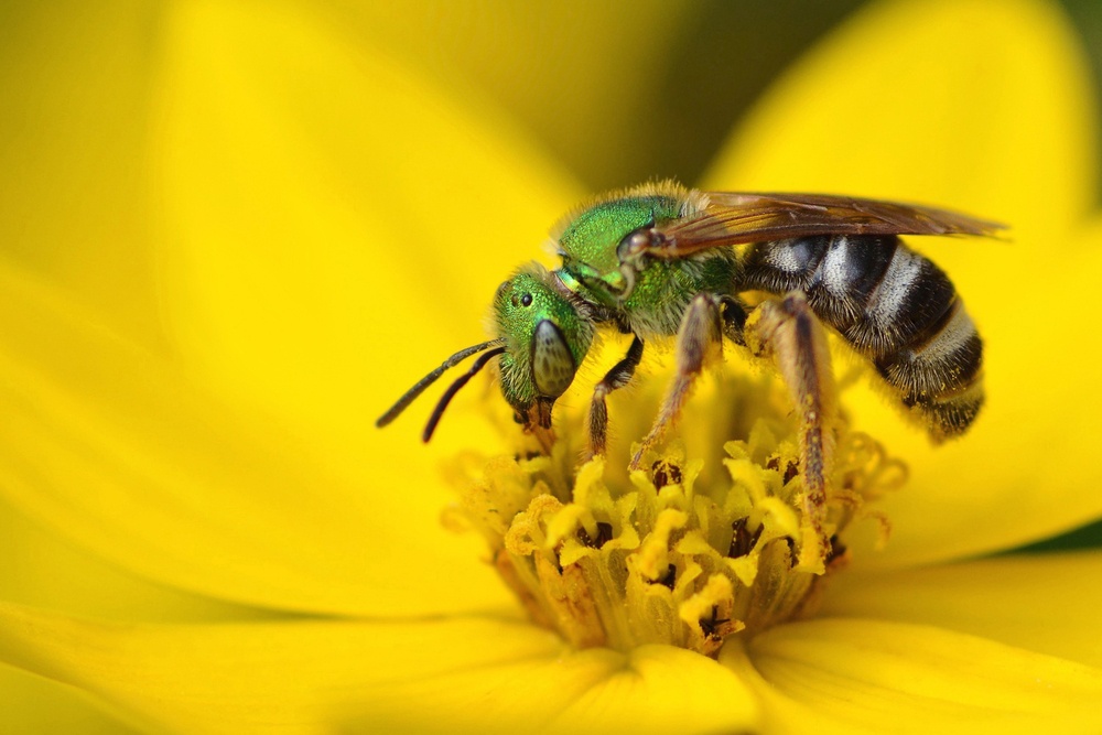 Abeja del sudor