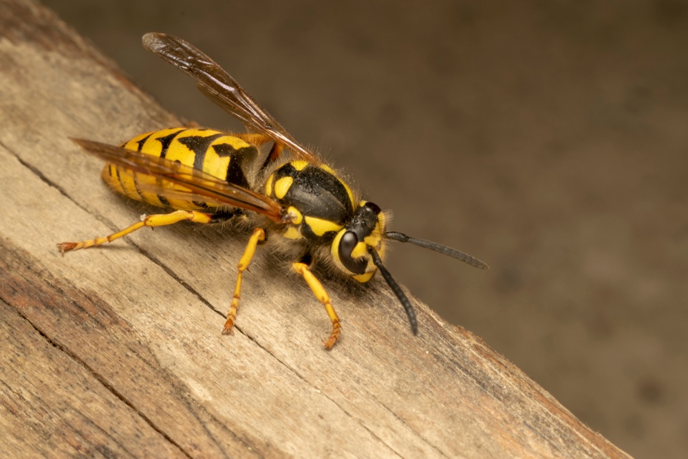 Vespula germanica