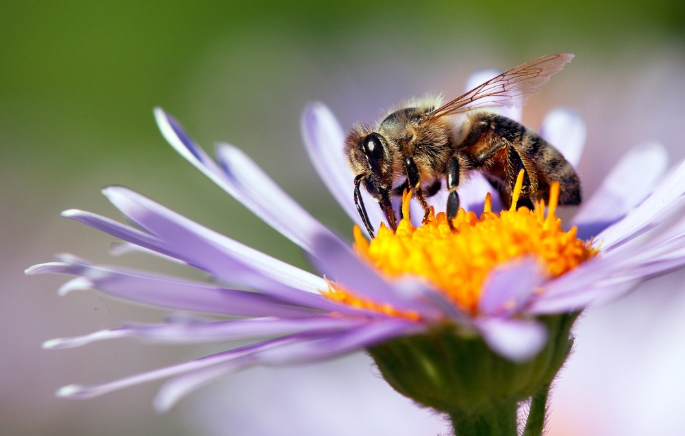 Abeja de la miel